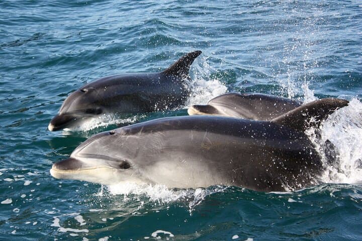 Discover the Bay - Hole in the Rock cruise includes Island Lunch