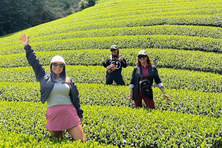 Small Group Japanese Green Tea Tasting in Shizuoka