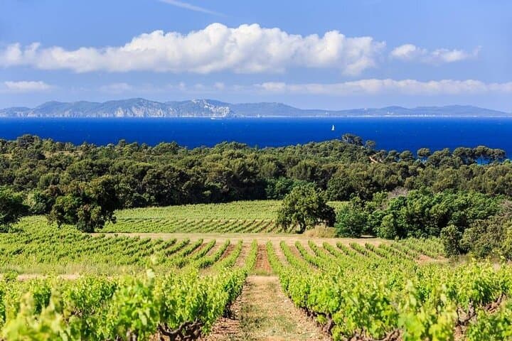Private Full Day Wine Tour in Provence from Toulon Cruise Port