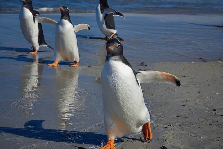 Bertha's Beach Penguin Experience