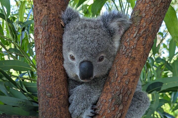 Koala & Kangaroos Experience, Waterfalls and Scenic Train Journey