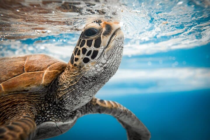 Swim With The Turtles Rarotonga