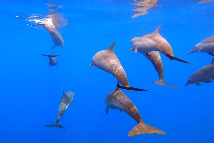 Huatulco Ocean, Bays & Coral Reef Snorkeling Adventures