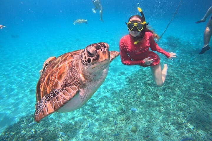 Curacao: Swimming with Sea Turtles and Beach Tour