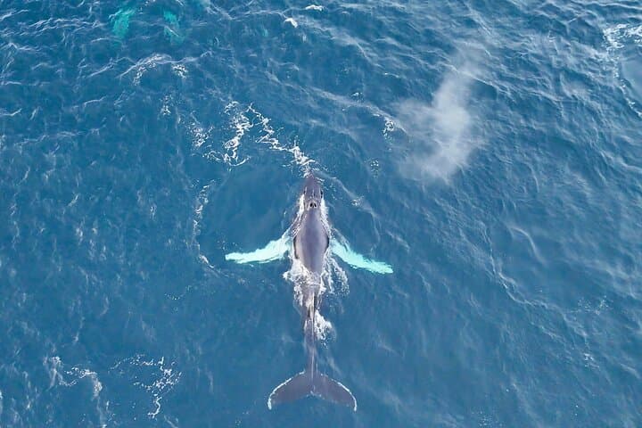 Alta Fjord Whale Watching on a Heated Boat