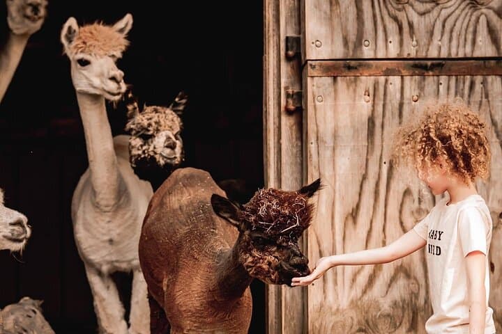  Alpaca and Llama Encounter with Guided Walk