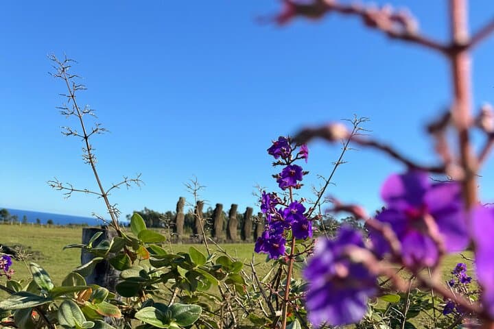 Half Day Tour in Rapa Nui