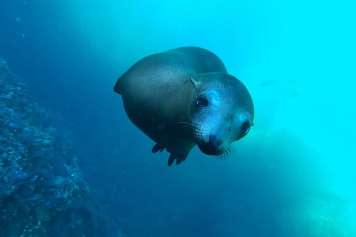 Espiritu Santo Island and sea lions 