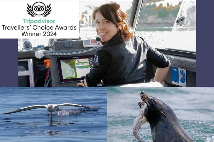 Albatross, seals, and sea birds-Wildlife Cruise