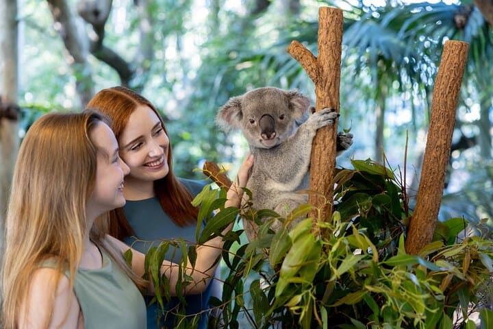 Lone Pine Koala Sanctuary Day Pass