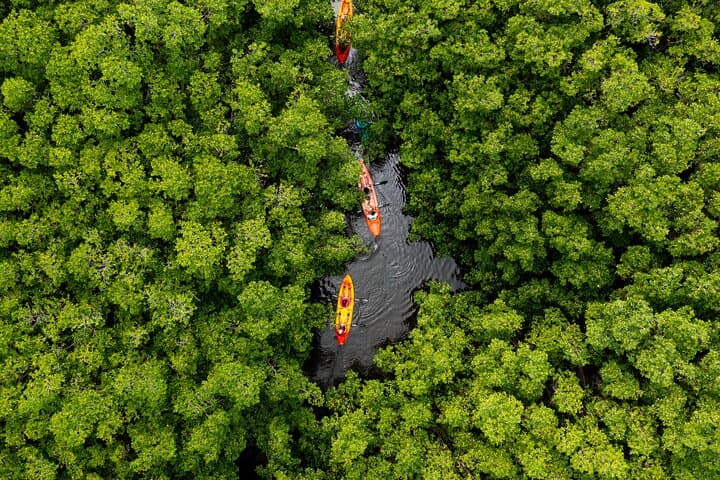 SoCoHo Eco Half Day - Mangrove Kayak & Reef Snorkeling