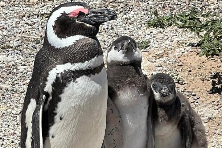 Regular Shore Excursion for Punta Tombo Cruises