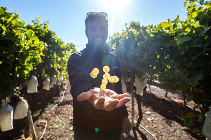 Alicante: Guided Winery Tour with 4 Tastings in the Countryside