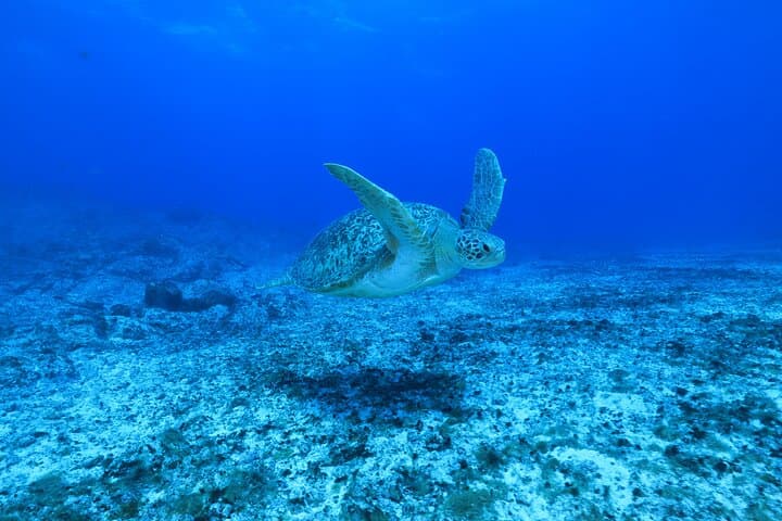 Private Diving Experience in Praia João Fernandinho