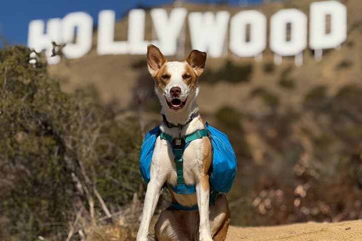 Hollywood Sign Tour with Comedians & Their Dogs + Sunsets
