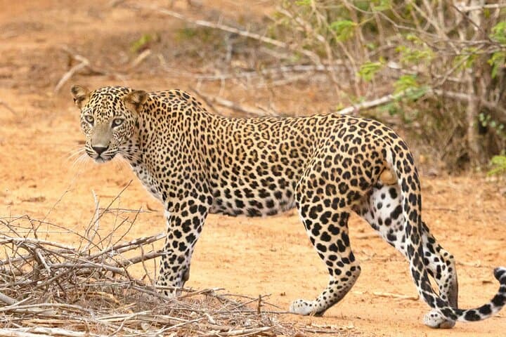 Yala and Udawalawa Safari Tour From Hambantota port