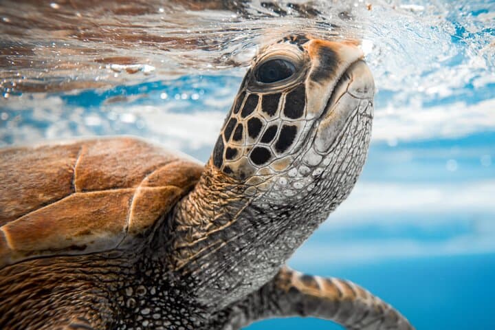 Cook Islands Turtle Tour