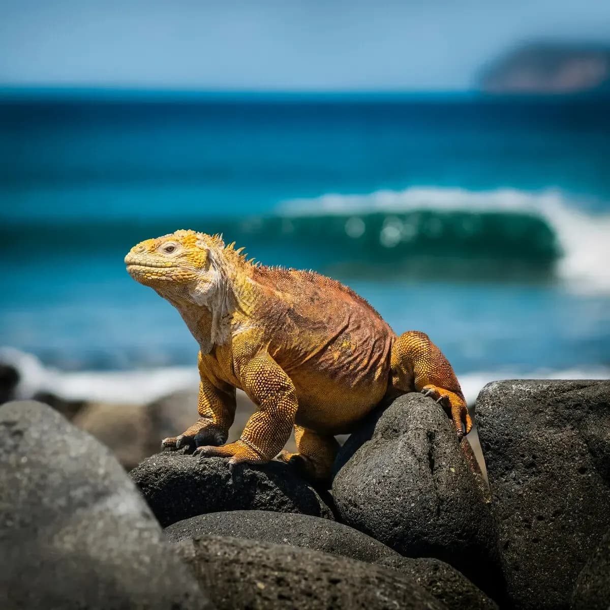 Bartolome Island Shore Excursions