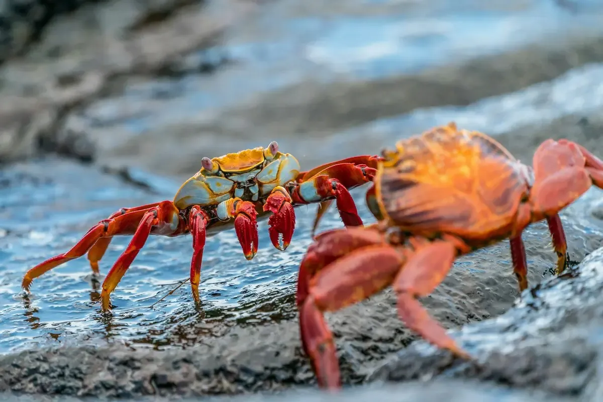 Daphne Major, Galapagos Shore Excursions