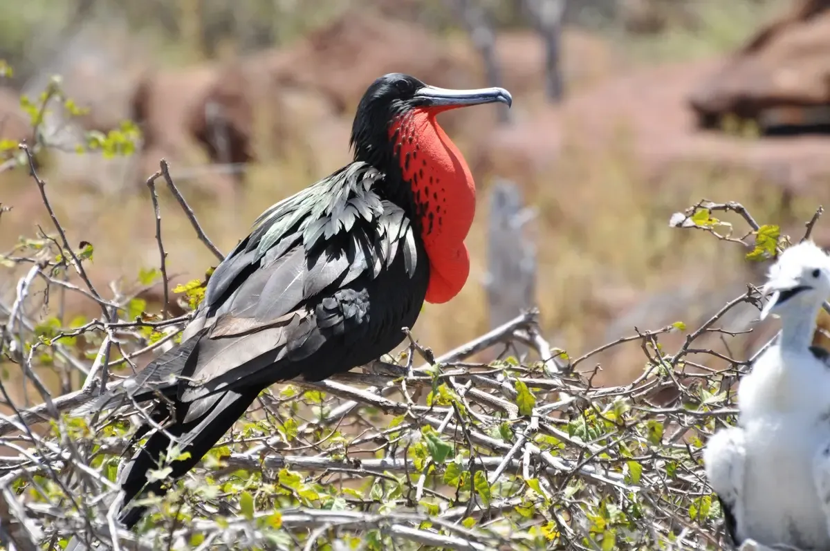 Floreana Island, Galapagos Shore Excursions