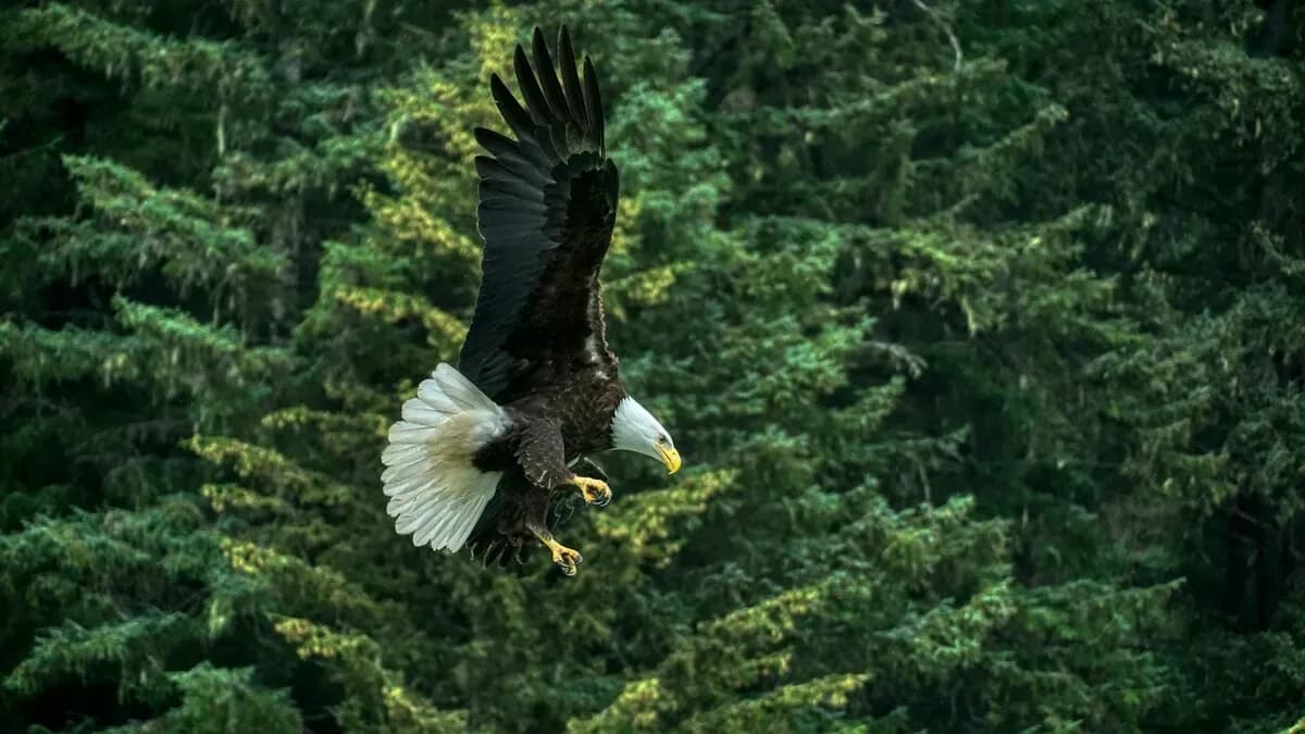 Haines, Alaska Shore Excursions