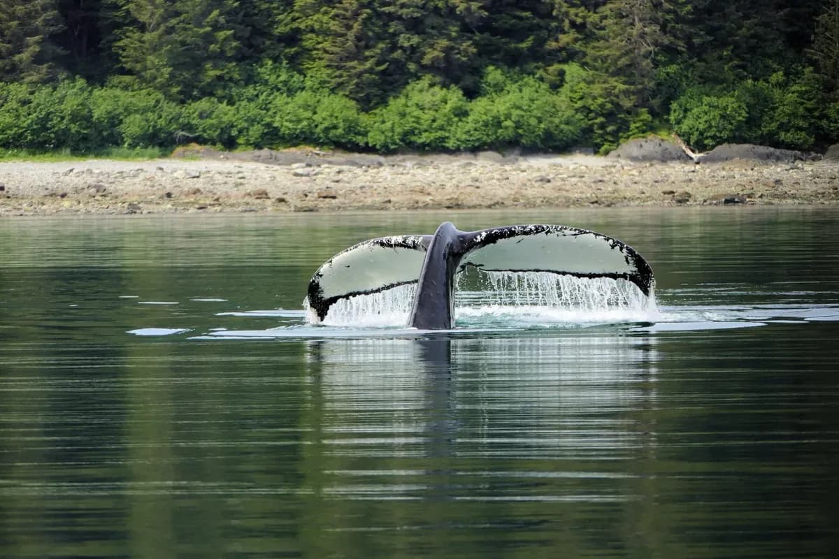 Icy Strait Point Shore Excursions