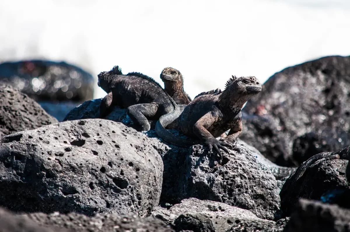 Dragon Hill, Santa Cruz Island, Galápagos Shore Excursions