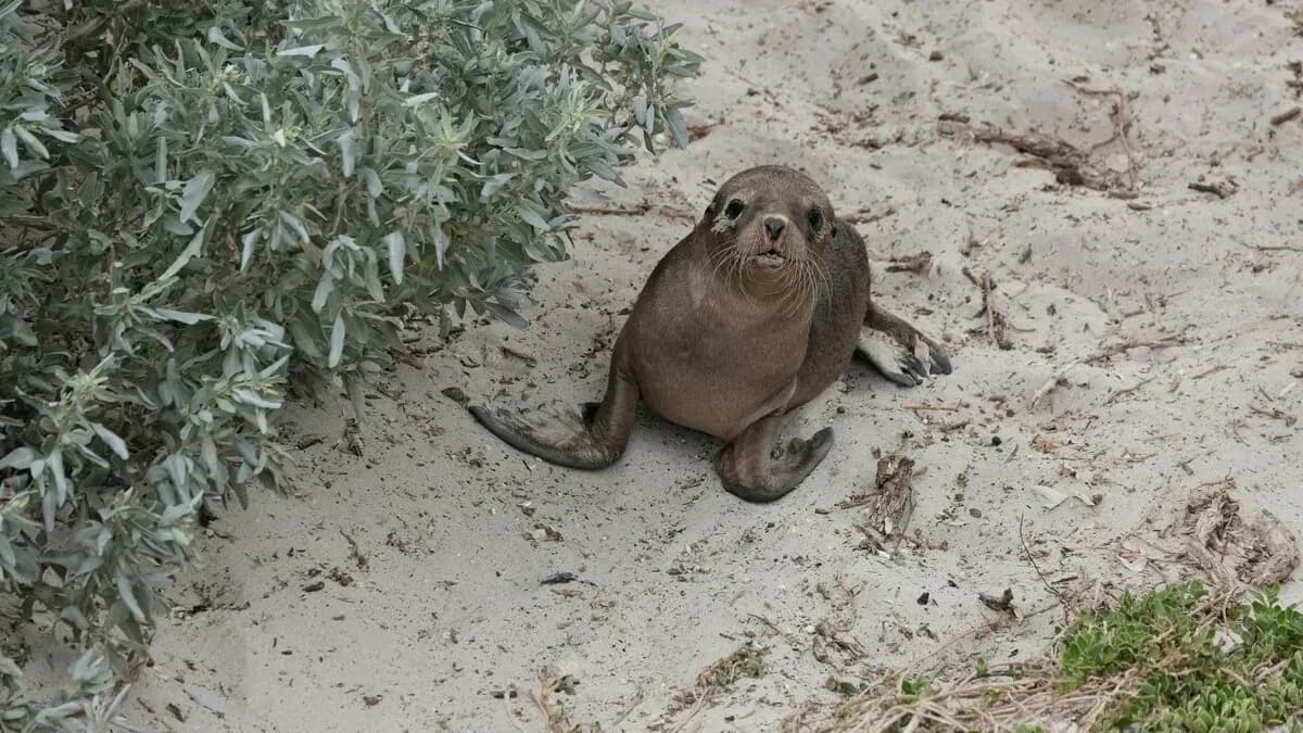 Kangaroo Island, South Australia Shore Excursions