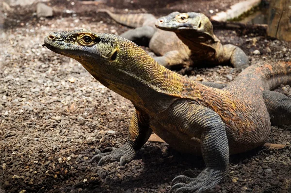 Komodo Island Shore Excursions