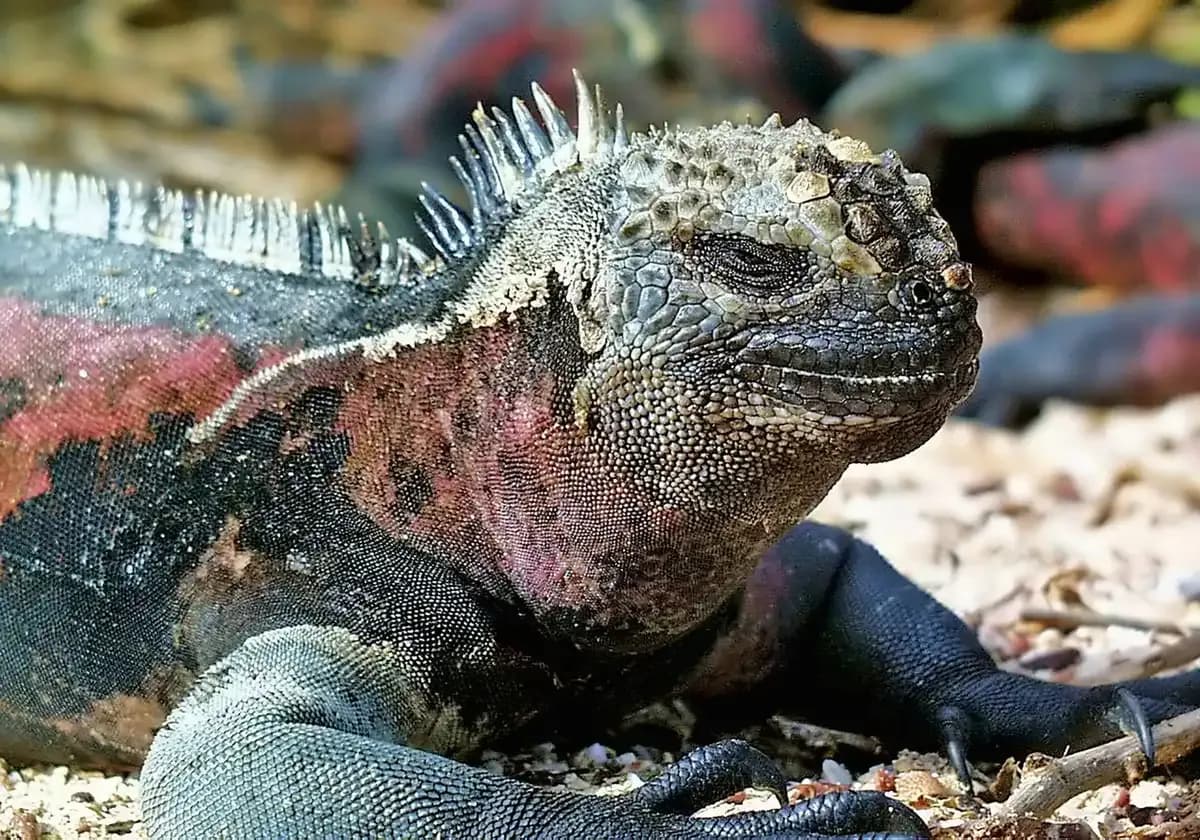 Urbina Bay, Isabella Island, Galapagos Shore Excursions