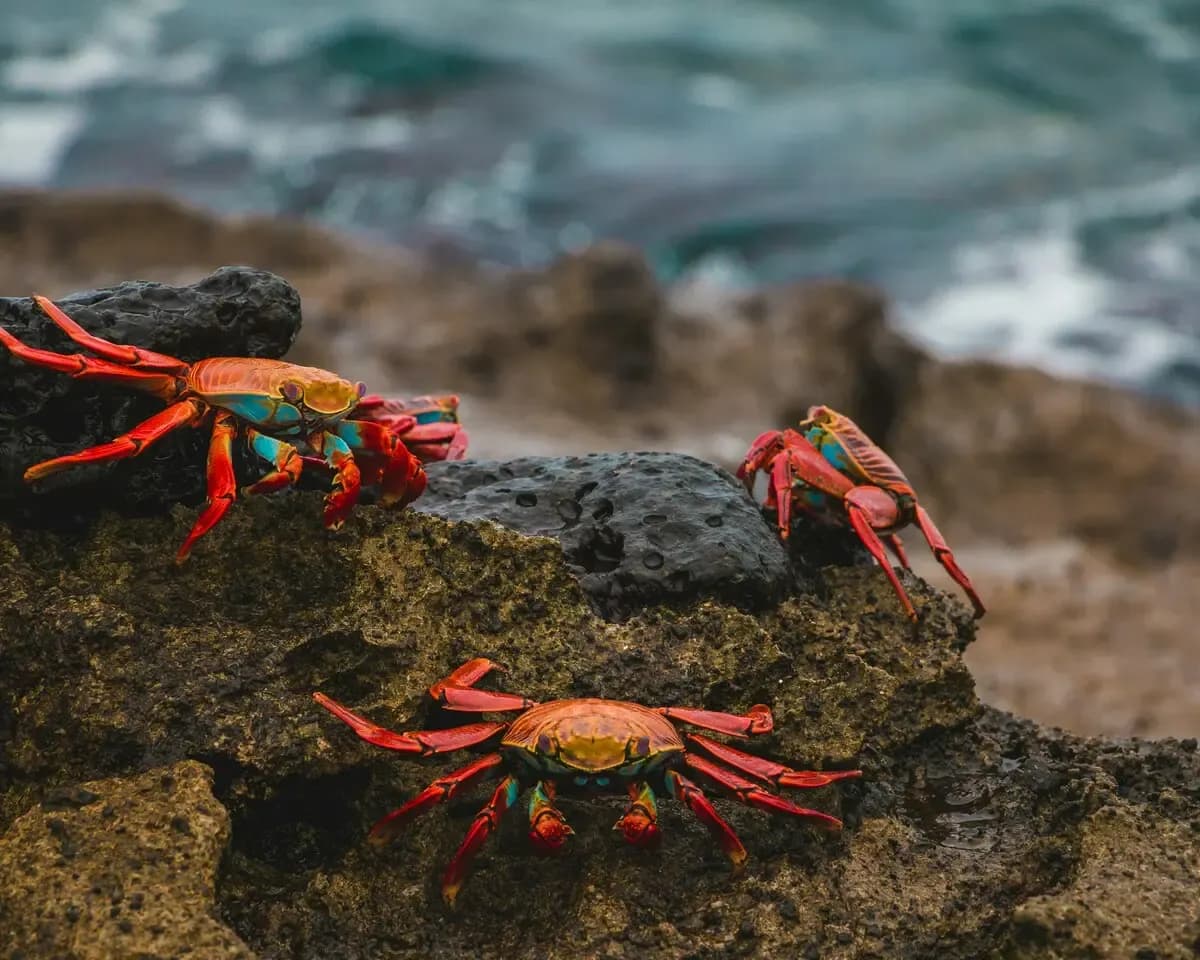 North Seymour Island, Galapagos Shore Excursions