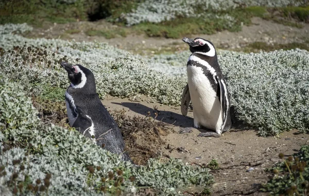 Cape Horn Shore Excursions