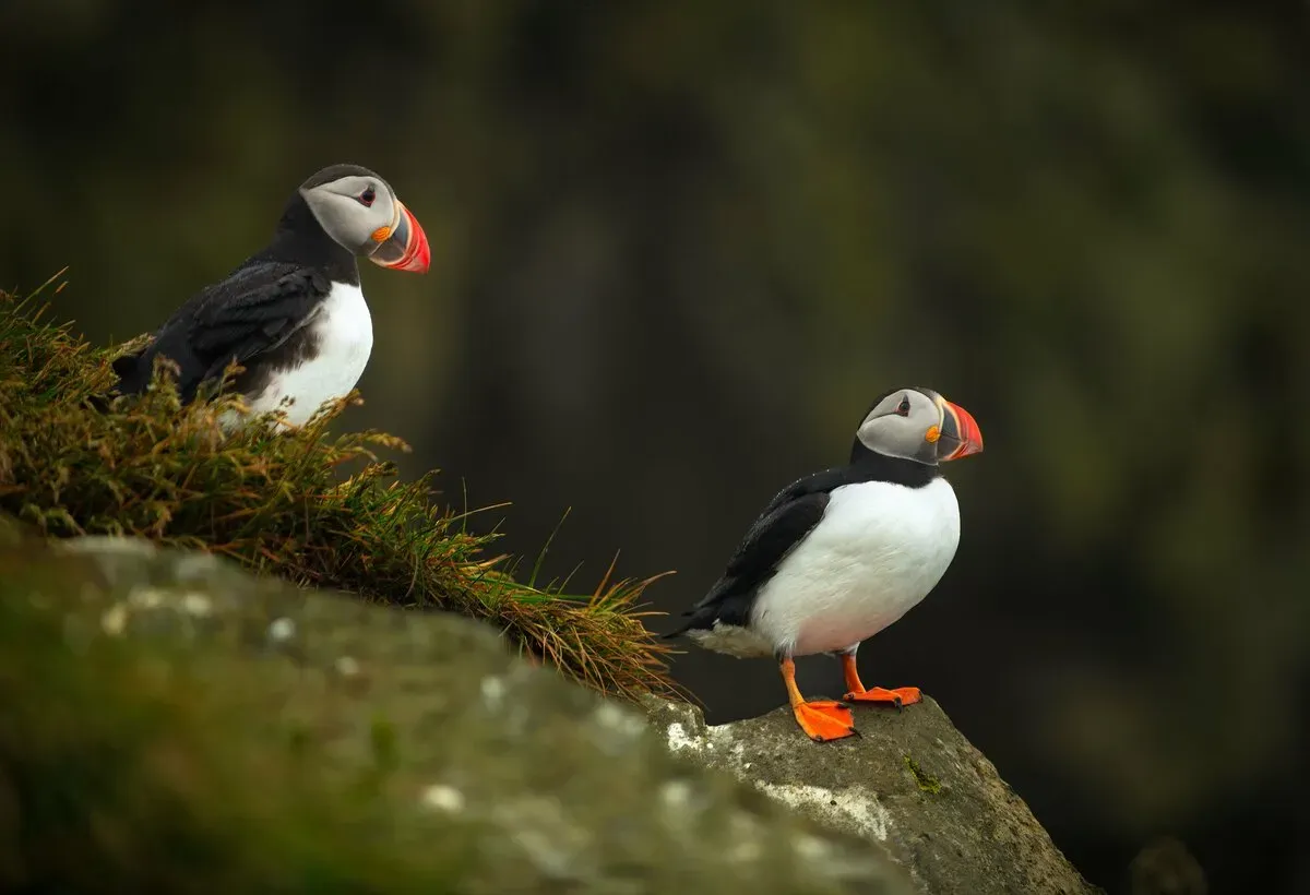 Djúpivogur Shore Excursions