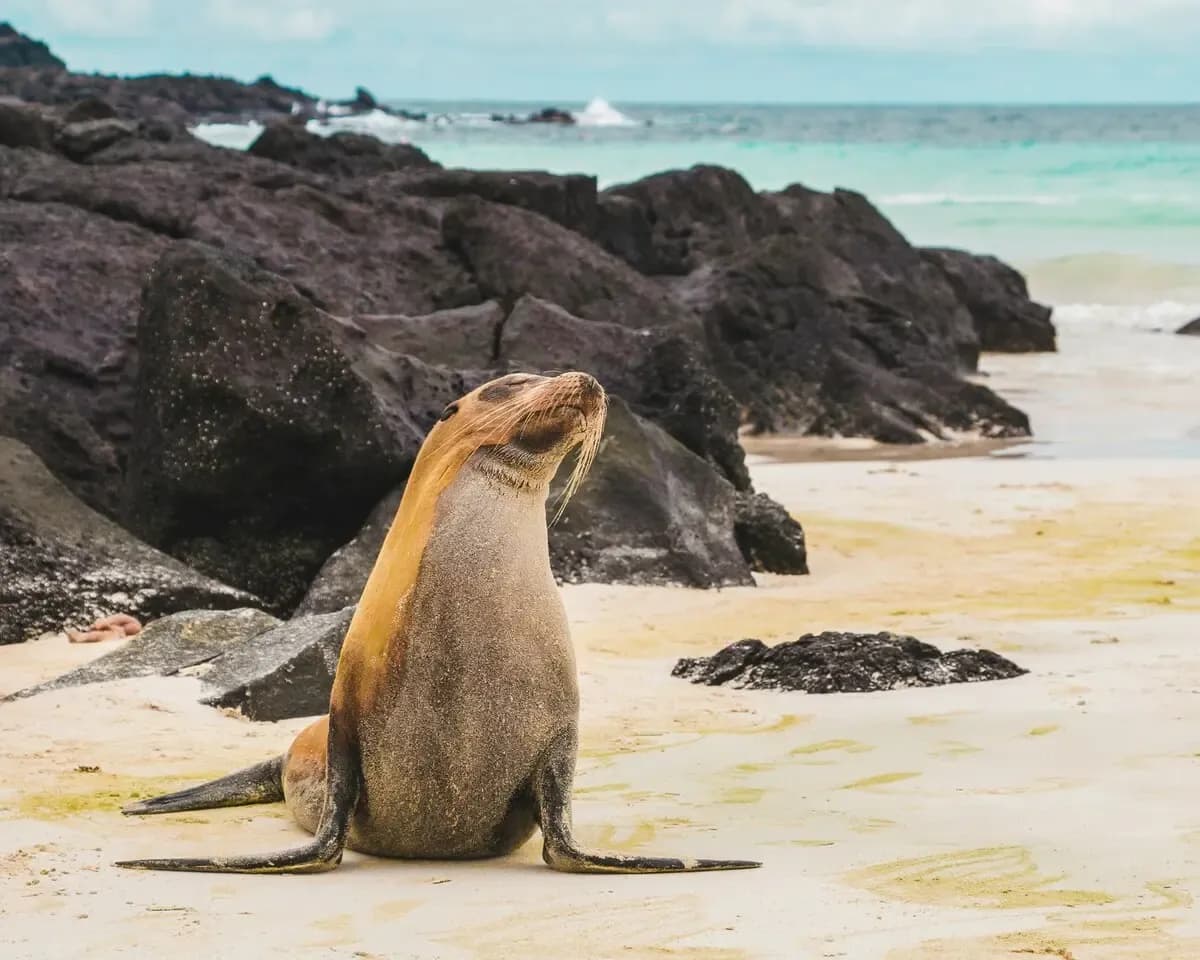 Punta Suarez, Isla Española, Galápagos Shore Excursions