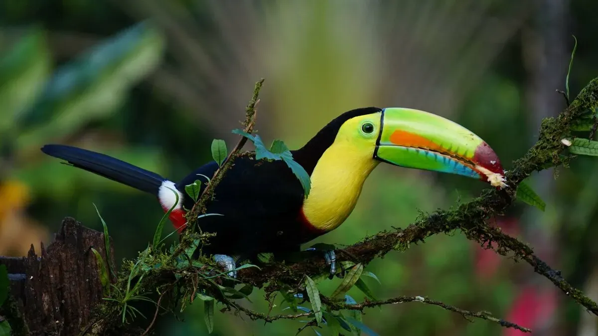 Puntarenas Shore Excursions