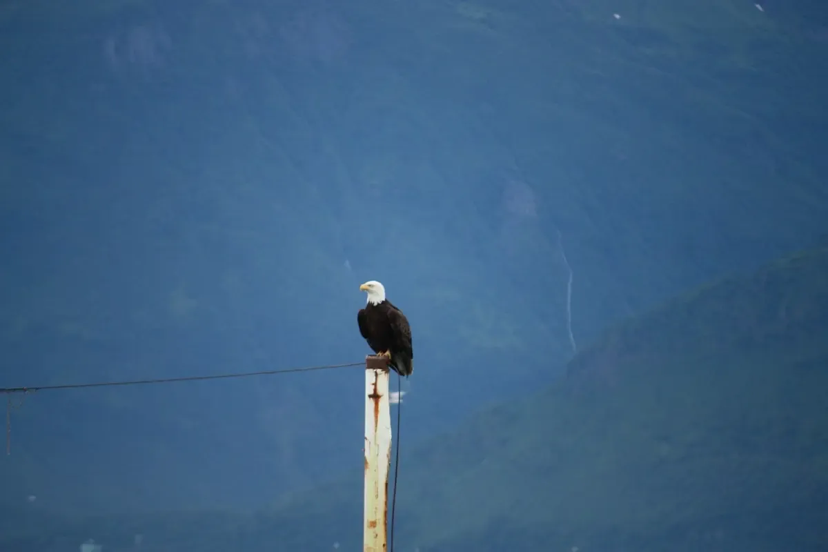 Valdez, Alaska Shore Excursions