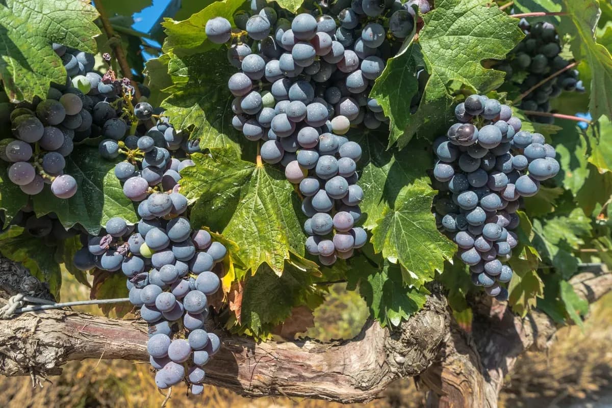 Bordeaux Shore Excursions