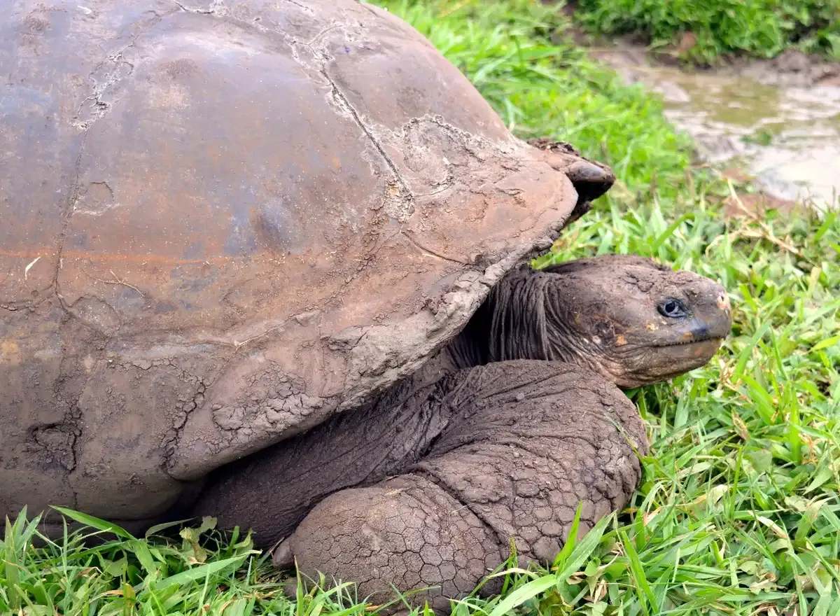 Punta Espinoza, Fernandina Island, Galápagos Shore Excursions